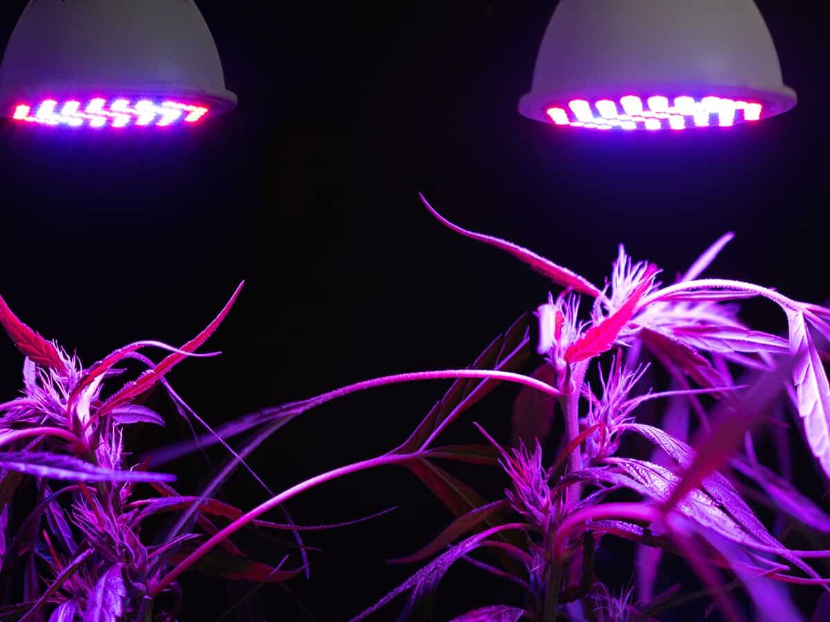 The Medical Cannabis Industry